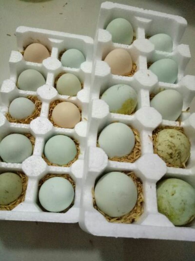 绿壳鸡蛋食用50~60g