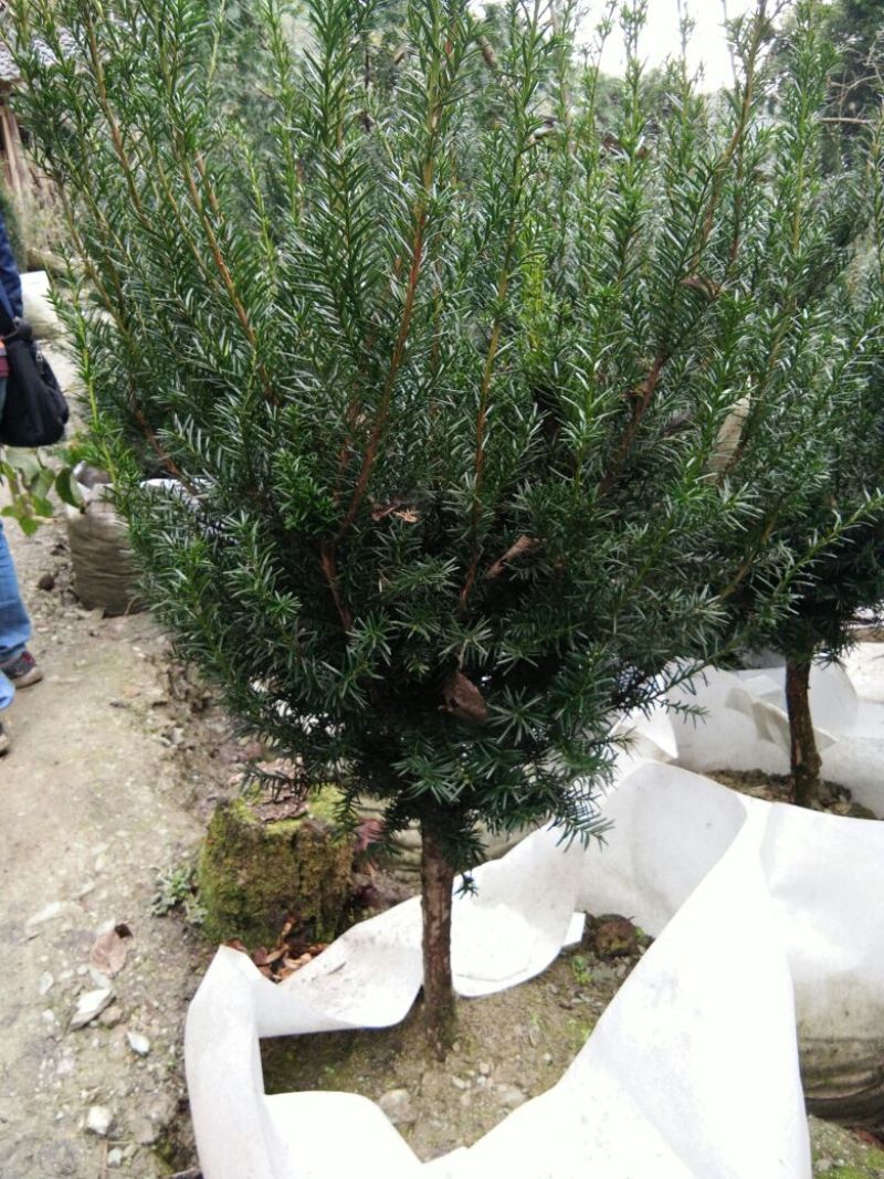 红豆杉盆景不含盆100cm以上