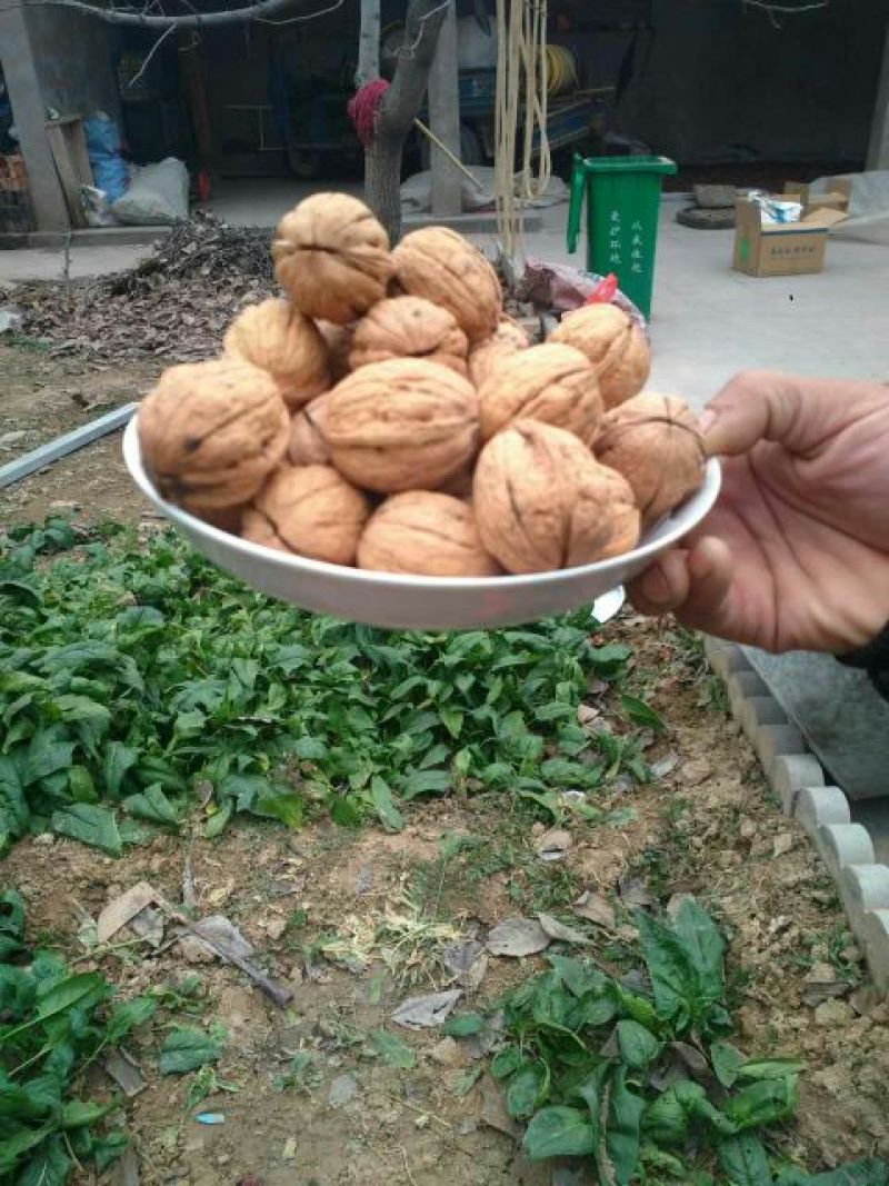 薄皮核桃去皮干