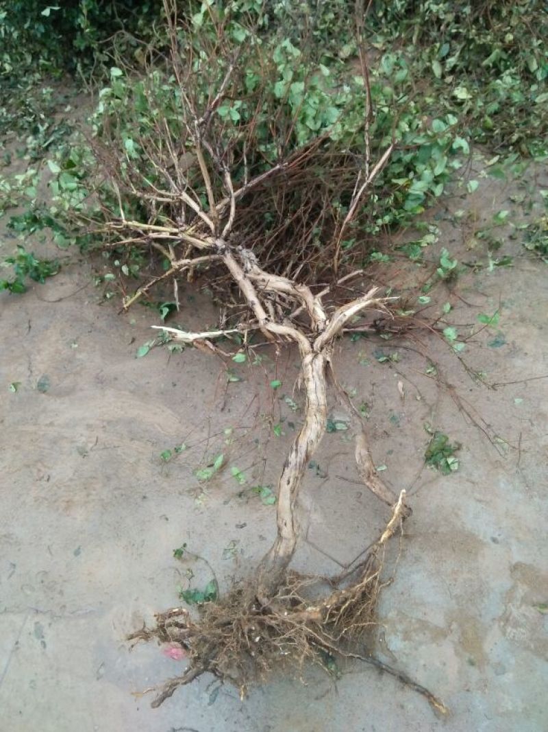 金银花金银花树桩