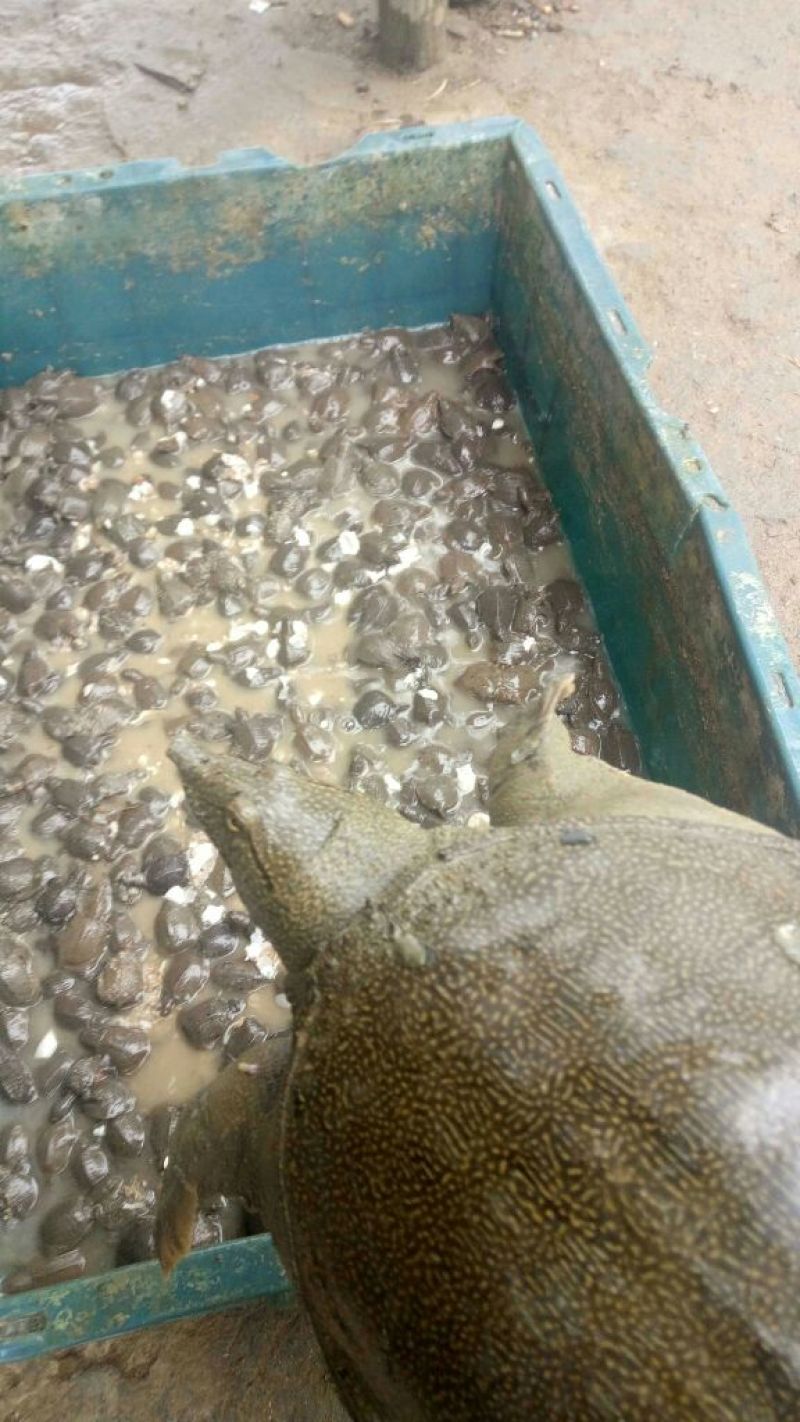 甲鱼