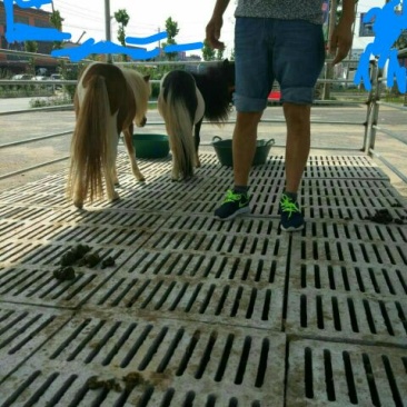 矮马100~200kg