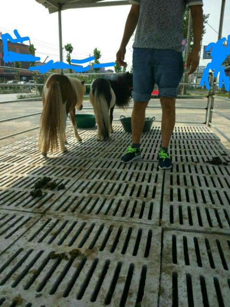 矮马100~200kg