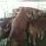 鲁西黄牛犊100~200kg