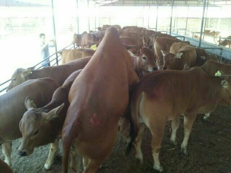 利木赞牛犊100~200kg