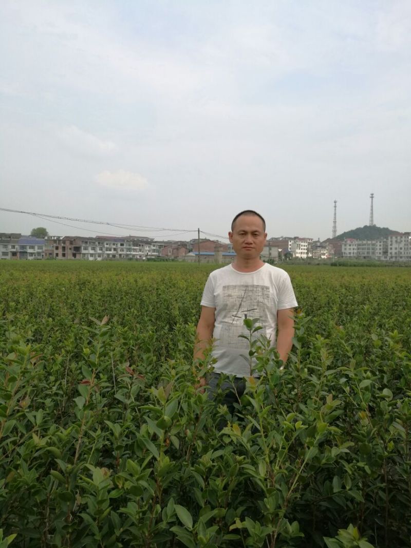 湘林系高产嫁接油茶苗，大量现货供应欢迎订购！