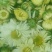 白菊花茶