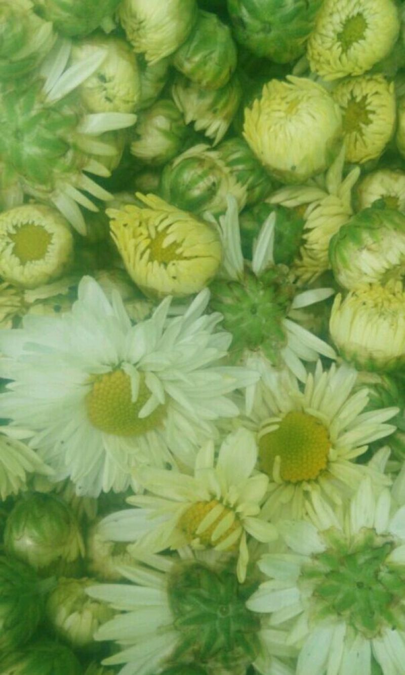 白菊花茶