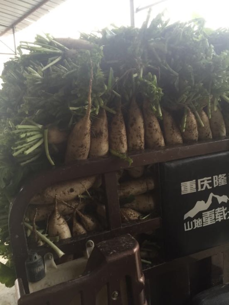 白萝卜