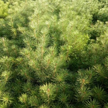 白松树苗100~150cm