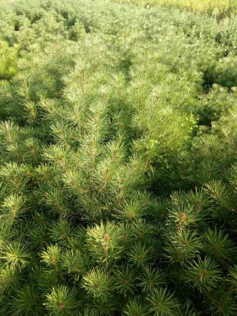 白松树苗100~150cm