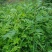 花椒苗无刺花椒树嫁接专用砧木臭椒八月椒提供嫁接技术