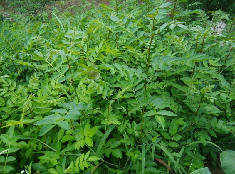 花椒苗无刺花椒树嫁接专用砧木臭椒八月椒提供嫁接技术