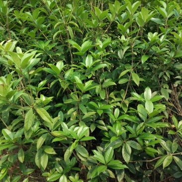 金桂花树苗