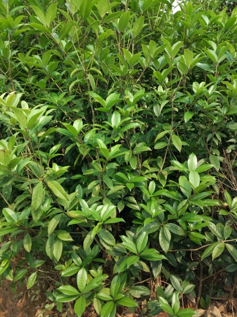 金桂花树苗