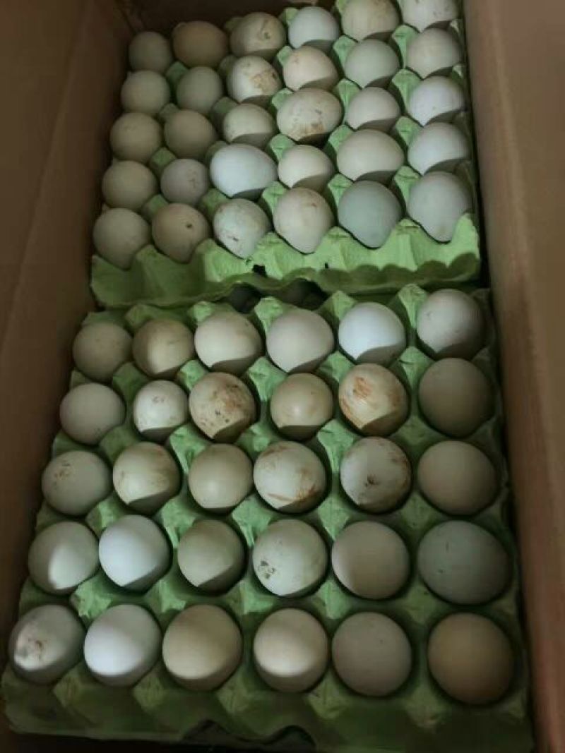绿壳鸡蛋食用40~50g