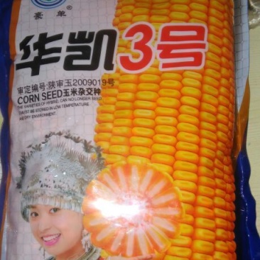 玉米种子