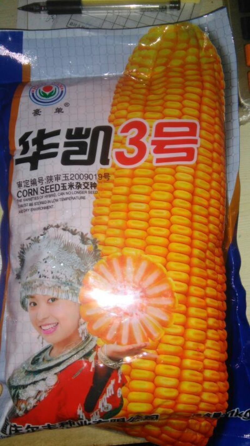 玉米种子