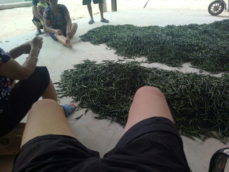 鲜辣椒5~10厘米青一手货源运费低货量大耐运输按需分拣打