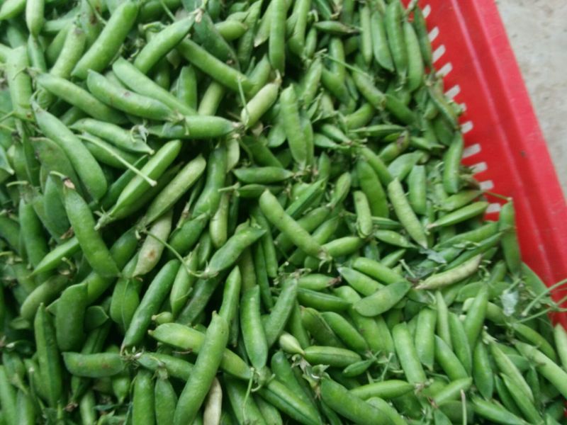 青豆中等