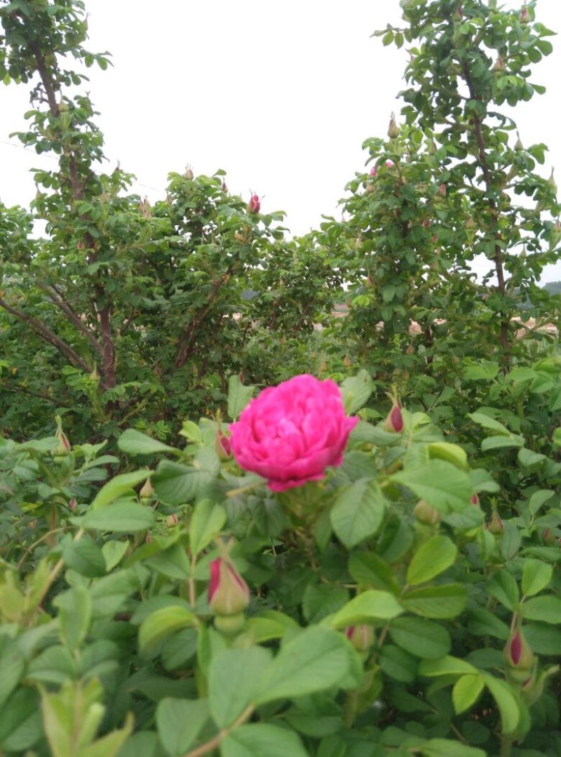 玫瑰花茶
