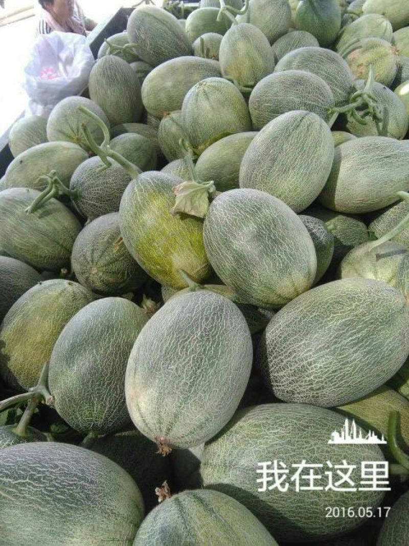 西州蜜瓜2斤以上椭圆形