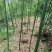 雷竹苗