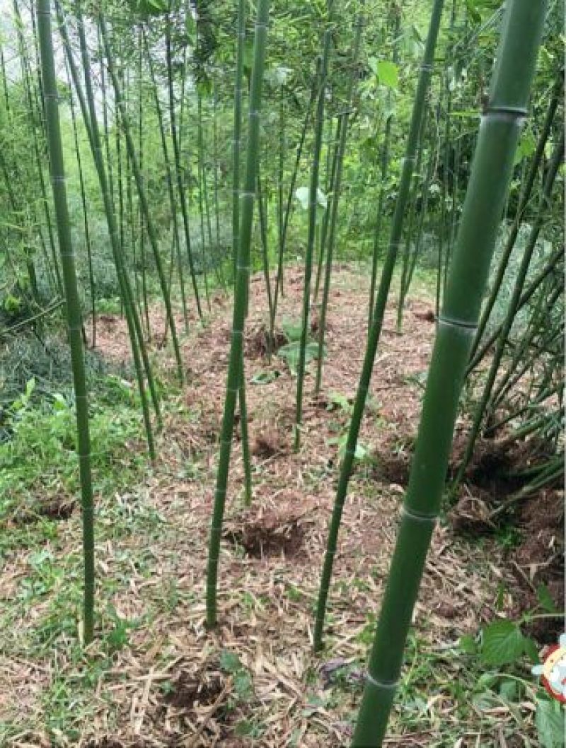 雷竹苗