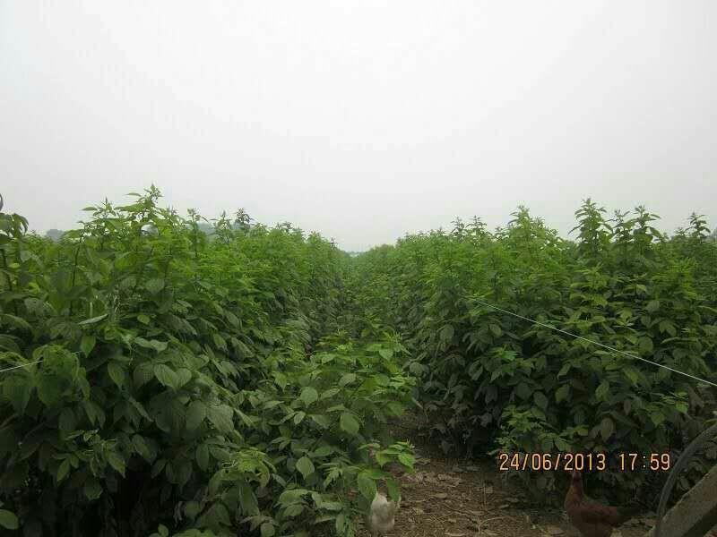 树莓苗10~30cm优质成熟品种