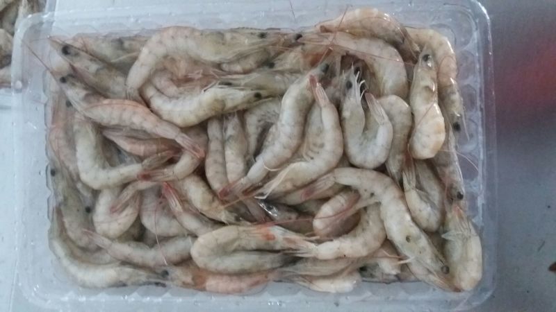 青虾食用26~30只/kg