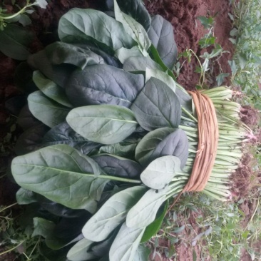 香河菠菜大量上市中