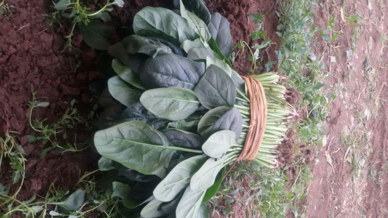 香河菠菜大量上市中