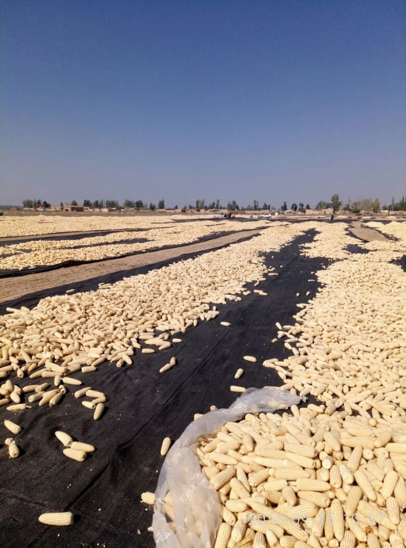 糯玉米14~16%