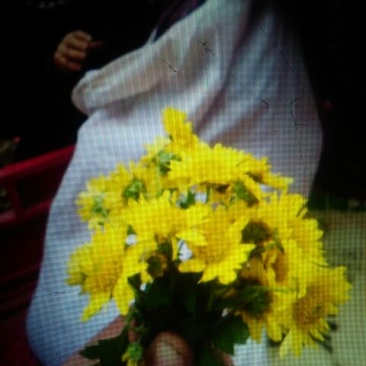 野菊花颗粒