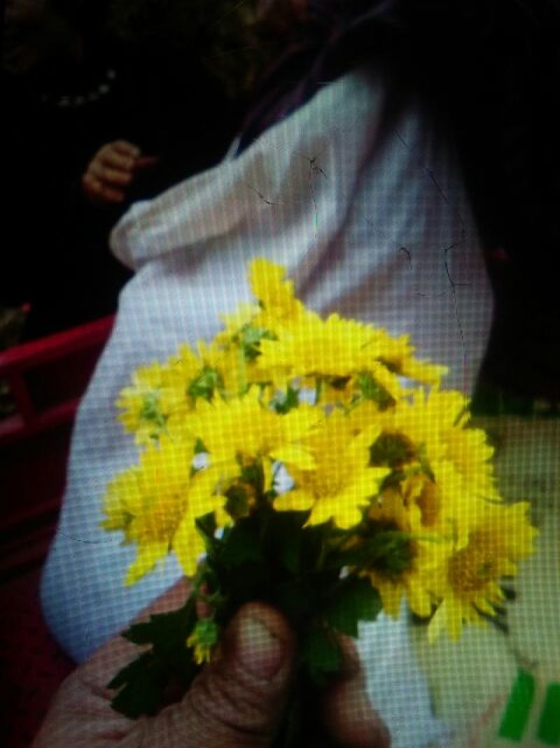 野菊花颗粒
