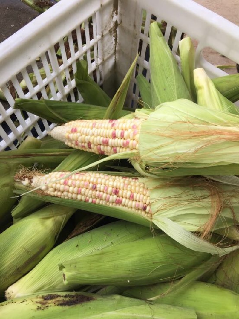 粘玉米🌽花糯玉米又糯又甜