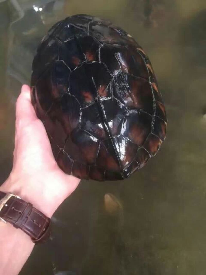 鳖