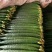 密刺黄瓜22~25公分干花带刺