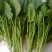 大叶菠菜20~25厘米