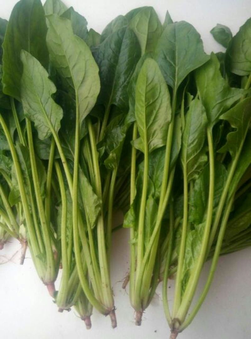 大叶菠菜20~25厘米