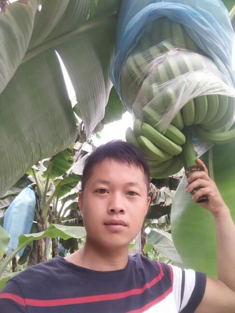 巴西香蕉七成熟