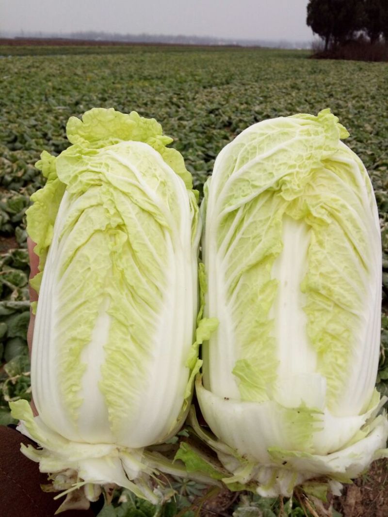 娃娃菜7~10两以上