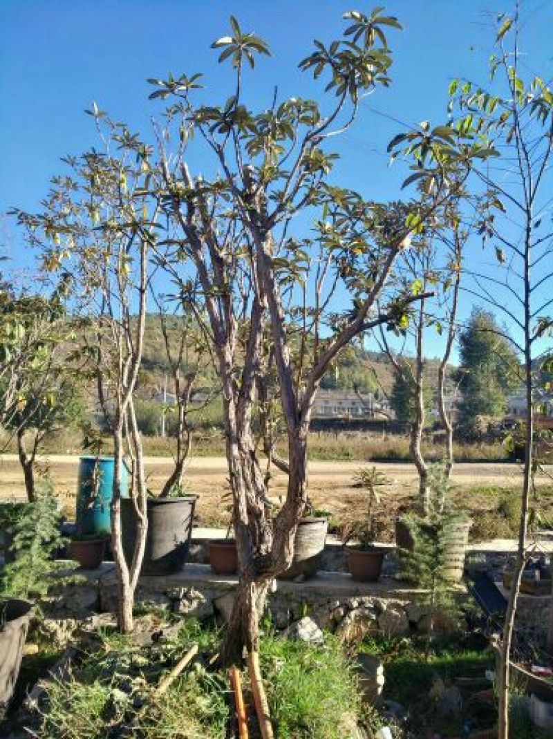 映山红25~30cm