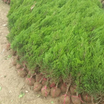 优质圆柏树塔柏苗批发供应免费种植技术易成活