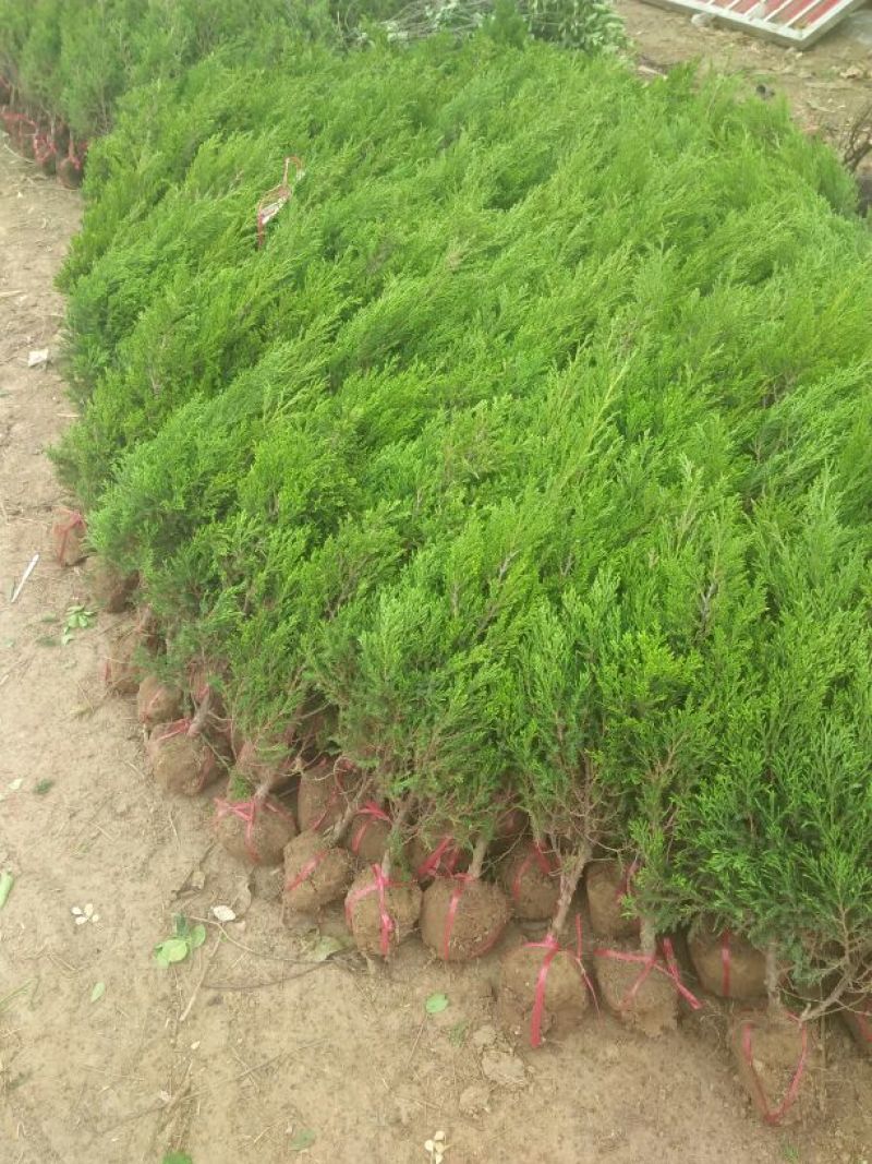 优质圆柏树塔柏苗批发供应免费种植技术易成活