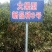 枣树苗80~110cm