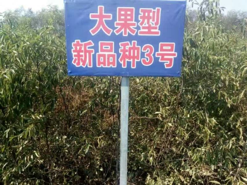 枣树苗80~110cm