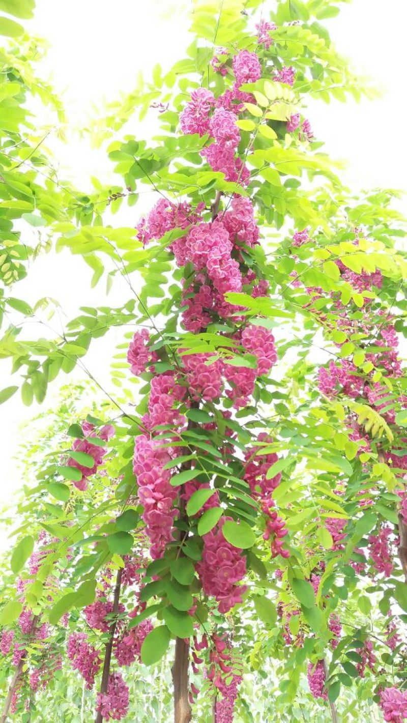 香花槐1~2米4~6cm4~6cm