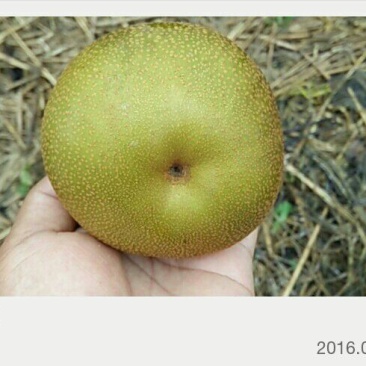华梨旧口沙梨湖北沙梨基地