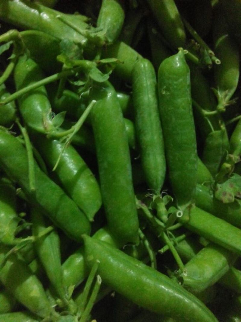 长寿仁甜脆豌豆云南丽江大青豌豆单花单荚